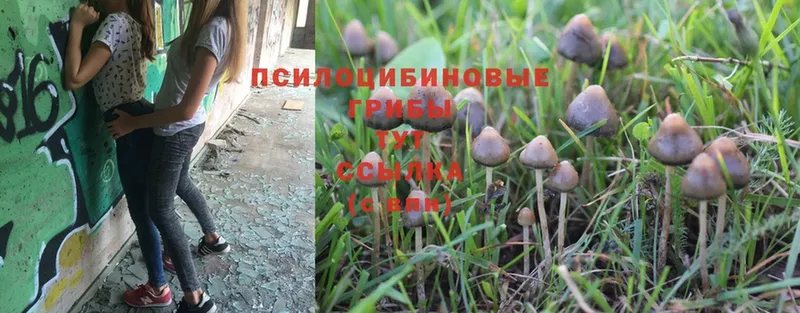 Галлюциногенные грибы Psilocybe  купить закладку  Беломорск 